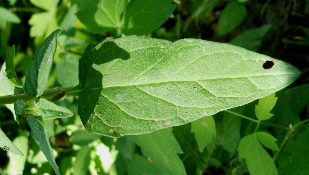 Prunella vulgaris